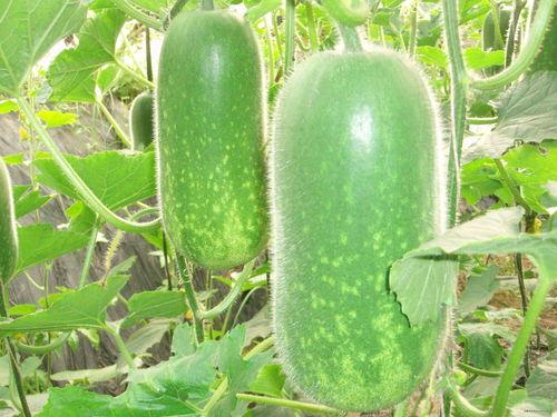 潍坊十大吃瓜事件真相,真相背后的惊人内幕