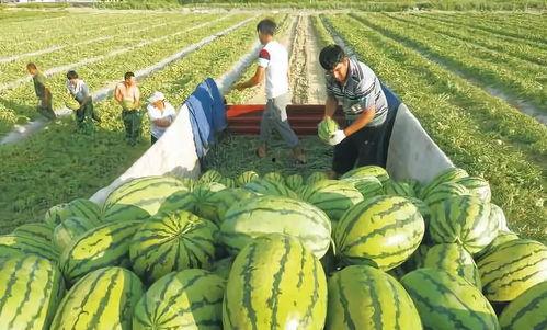 东北最新吃瓜事件图片