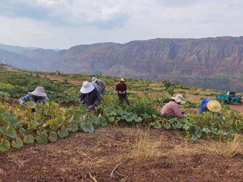 苍南吃瓜事件最新进展,最新调查结果及后续影响全解析
