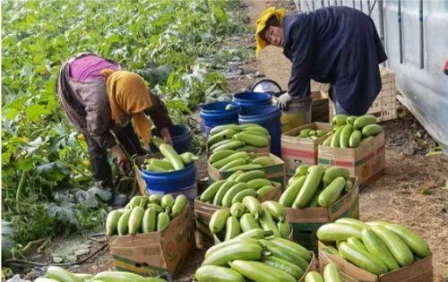 山东省微山县吃瓜事件,一场引发社会关注的误会