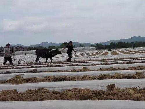 璧山吃瓜事件真相揭秘,揭秘背后真相与反思