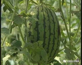 嘉兴吃瓜事件最新进展,最新进展揭秘，真相逐渐浮出水面