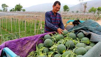 北皋镇吃瓜事件,一场引发热议的网络狂欢与反思