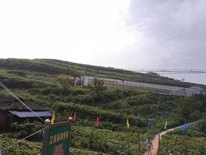 曹县庄寨吃瓜事件视频,一场引发热议的网络奇观