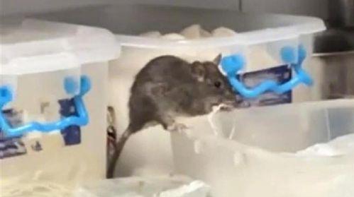 成都吃瓜群众看老鼠事件,老鼠事件引发全民关注