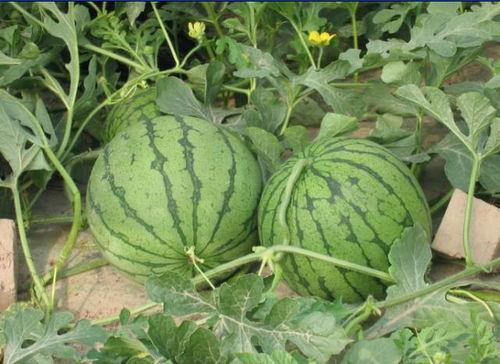 揭阳医院吃瓜事件真相揭秘