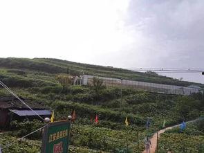 成县最新吃瓜事件新闻,真相揭秘引网友热议