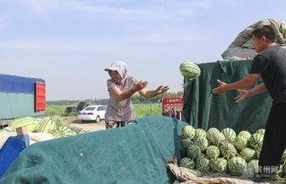 韩城吃瓜新事件视频,揭秘幕后真相与网络热议